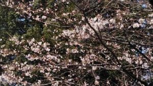 桜も開花して、、、　　　【相模原の歯科、歯医者　五味デンタルクリニック】